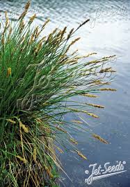 Attēlu rezultāti vaicājumam “Carex paniculata”