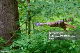 Attēlu rezultāti vaicājumam “Pernis apivorus”