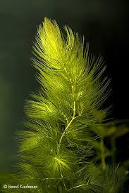 「水蘊草」的圖片搜尋結果