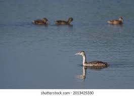Attēlu rezultāti vaicājumam “Podiceps cristatus juvenile”