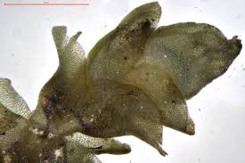 Attēlu rezultāti vaicājumam “Jungermannia sphaerocarpa”