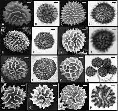 Attēlu rezultāti vaicājumam “Jungermannia sphaerocarpa sporophyte”
