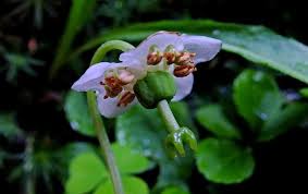 Attēlu rezultāti vaicājumam “Moneses uniflora fruit”