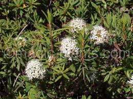 Attēlu rezultāti vaicājumam “Ledum palustre”