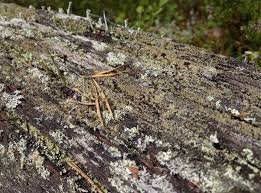 Attēlu rezultāti vaicājumam “Hertelidea botryosa”