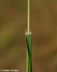 Attēlu rezultāti vaicājumam “Danthonia decumbens fruit”