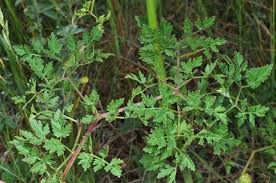 Attēlu rezultāti vaicājumam “Peucedanum oreoselinum flower”