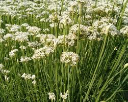 Image result for Schnittknoblauch