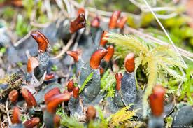 Attēlu rezultāti vaicājumam “Peltigera canina”