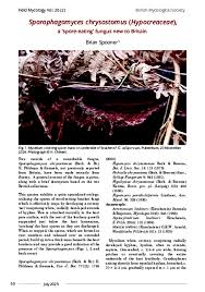 Attēlu rezultāti vaicājumam “Sporophagomyces chrysostomus”