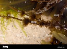 Attēlu rezultāti vaicājumam “Cephaloziella elachista macro”