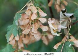 Attēlu rezultāti vaicājumam “Acer pseudoplatanus fruit”