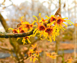 Attēlu rezultāti vaicājumam “Hamamelis vernalis flower”