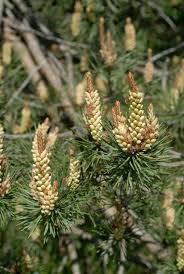 Attēlu rezultāti vaicājumam “Pinus sylvestris var. borussica”