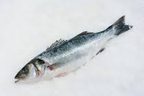 Image result for Dicentrarchus labrax