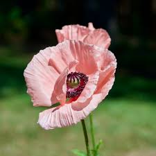Image result for Papaver orientale