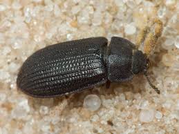 Attēlu rezultāti vaicājumam “Grynocharis oblonga”