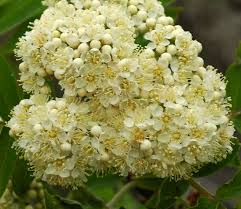 Attēlu rezultāti vaicājumam “Sorbus aucuparia flower”