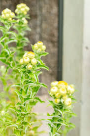 Image result for Helichrysum foetidum