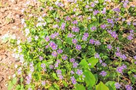 Attēlu rezultāti vaicājumam “Claytonia sibirica flower”