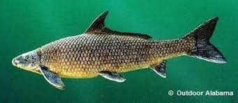 Image result for Cycleptus elongatus