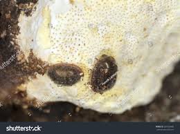 Attēlu rezultāti vaicājumam “Ostoma ferruginea”