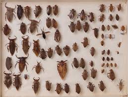 Attēlu rezultāti vaicājumam “Heteroptera”