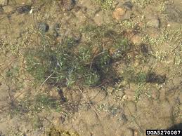 Attēlu rezultāti vaicājumam “Najas minor”