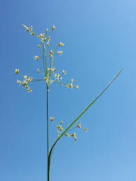 Attēlu rezultāti vaicājumam “Luzula luzuloides”