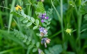 Attēlu rezultāti vaicājumam “Vicia sylvatica flower”