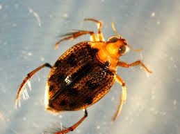 Attēlu rezultāti vaicājumam “Coleoptera”