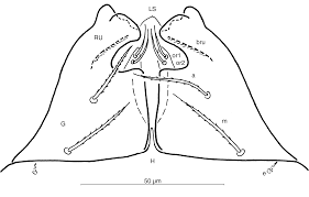 Attēlu rezultāti vaicājumam “Belbodamaeus sp.”