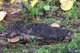 Attēlu rezultāti vaicājumam “Tubifera magna spores”