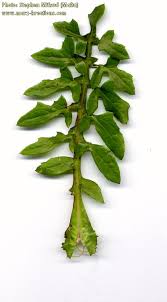 Attēlu rezultāti vaicājumam “Sonchus oleraceus leaf”