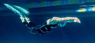 Image result for Swansea Finswimming Club