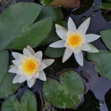 Attēlu rezultāti vaicājumam “Nymphaea alba flower”
