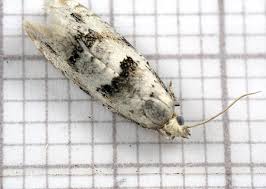 Attēlu rezultāti vaicājumam “Epinotia bilunana”