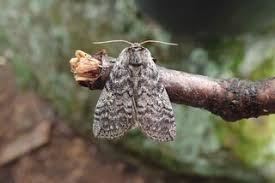 Attēlu rezultāti vaicājumam “Tethea or”