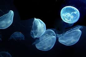 http://t0.gstatic.com/images?q=tbn:ANd9GcR0C-F9Ih-JGZsP0S0Yl_kZ_n_ZKGRZN_GCx0c30KFh6YvMEu3n