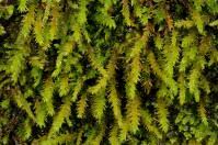 Attēlu rezultāti vaicājumam “Anomodon viticulosus”