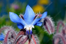 Attēlu rezultāti vaicājumam “Borago officinalis flower”