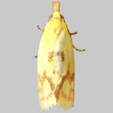 Attēlu rezultāti vaicājumam “Agapeta hamana”