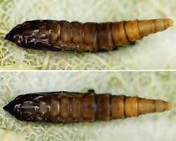 Attēlu rezultāti vaicājumam “Phyllonorycter apparella”