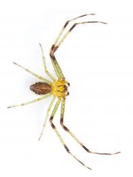 Attēlu rezultāti vaicājumam “Diaea dorsata”