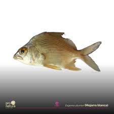 Image result for Eugerres plumieri