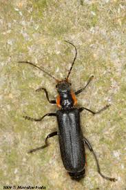 Attēlu rezultāti vaicājumam “Cantharis obscura”