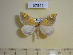 Attēlu rezultāti vaicājumam “Eulithis pyropata”