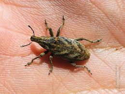 Attēlu rezultāti vaicājumam “Cleonis pigra”