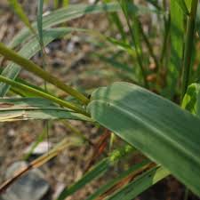 Attēlu rezultāti vaicājumam “Setaria viridis leaf”