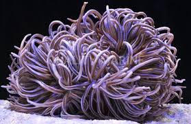 Image result for Anemonenarten